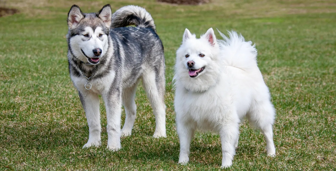 Zwei Hunde stehen auf einer Wiese.