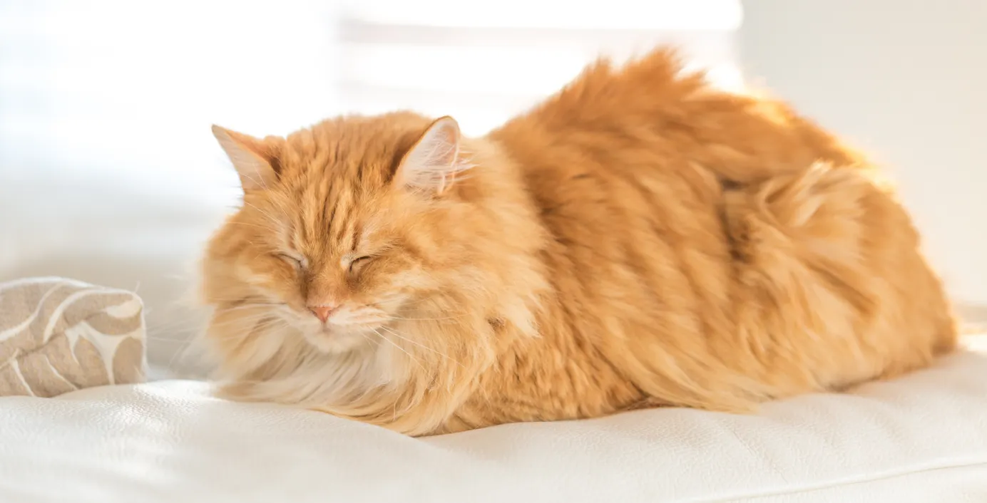 Eine Katze schläft auf einem Sofa.