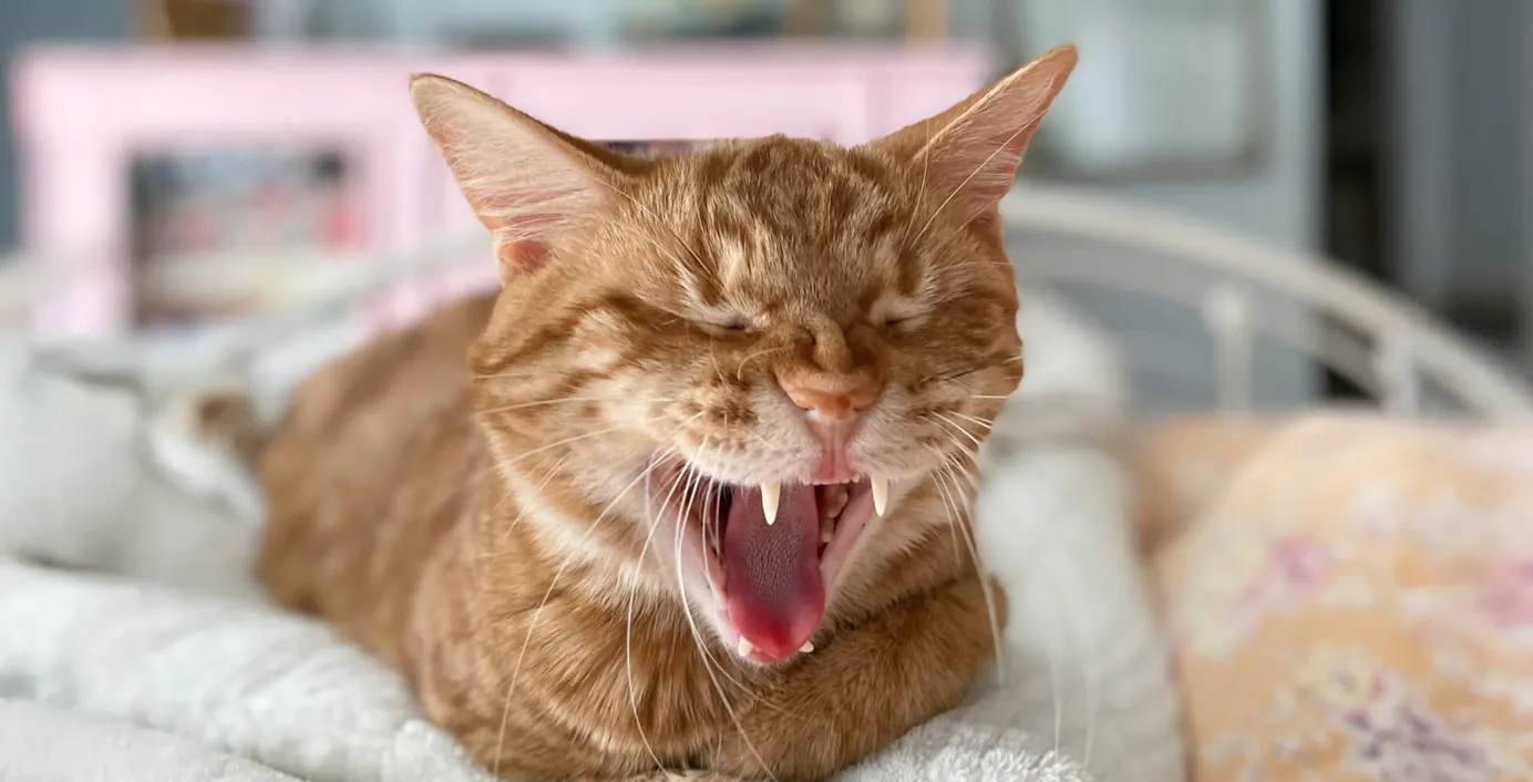 Eine Katze mit Mundgeruch gähnt.