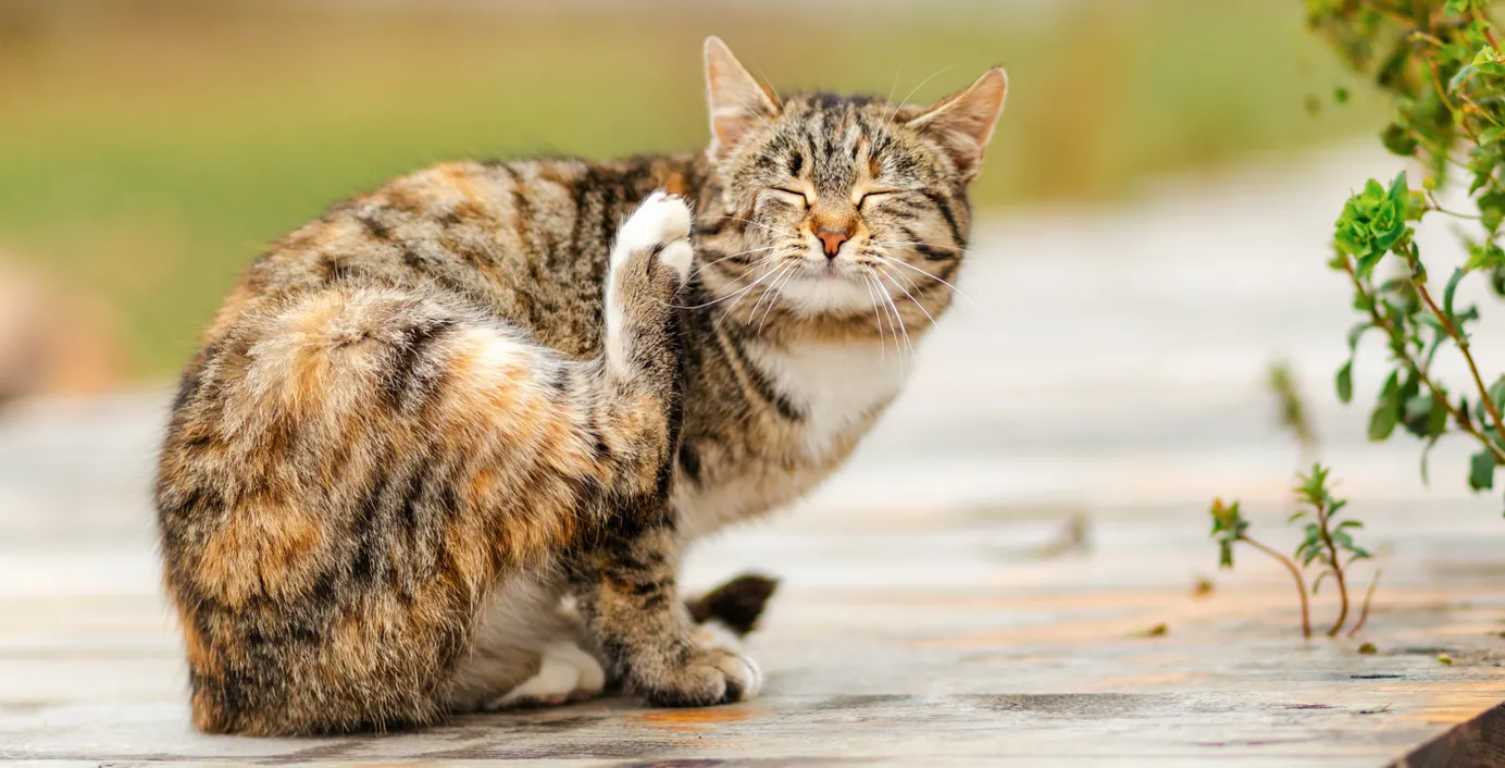 Eine Katze kratzt sich am Ohr.