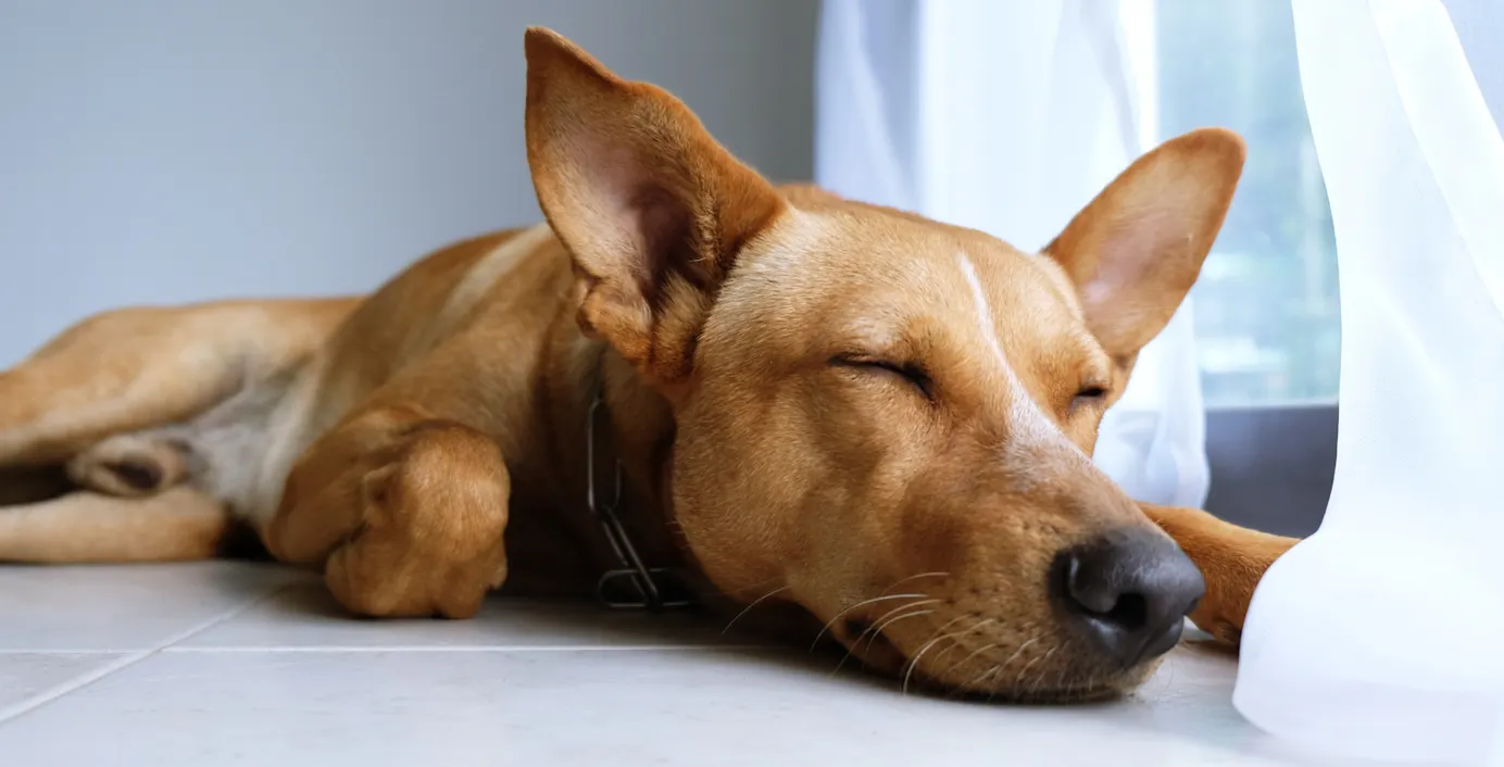 Ein Hund liegt auf dem Fußboden und schläft.