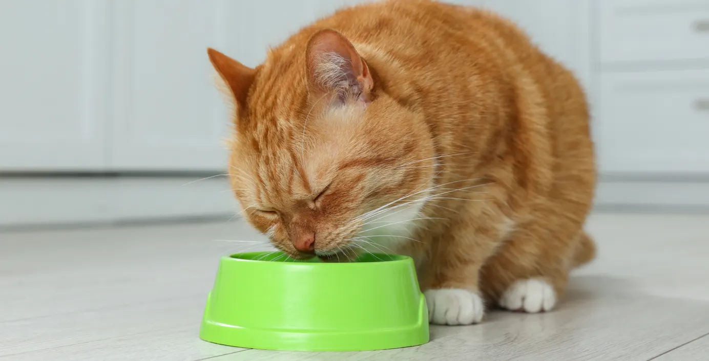 Eine Katze frisst aus ihrem Napf.