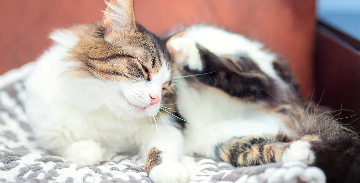 Eine Katze kratzt sich am Kopf.
