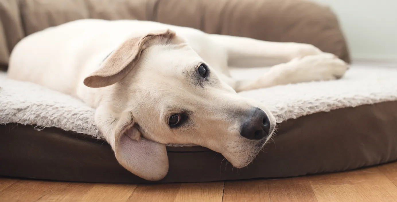 Ein Hund liegt auf dem Boden und guckt traurig.