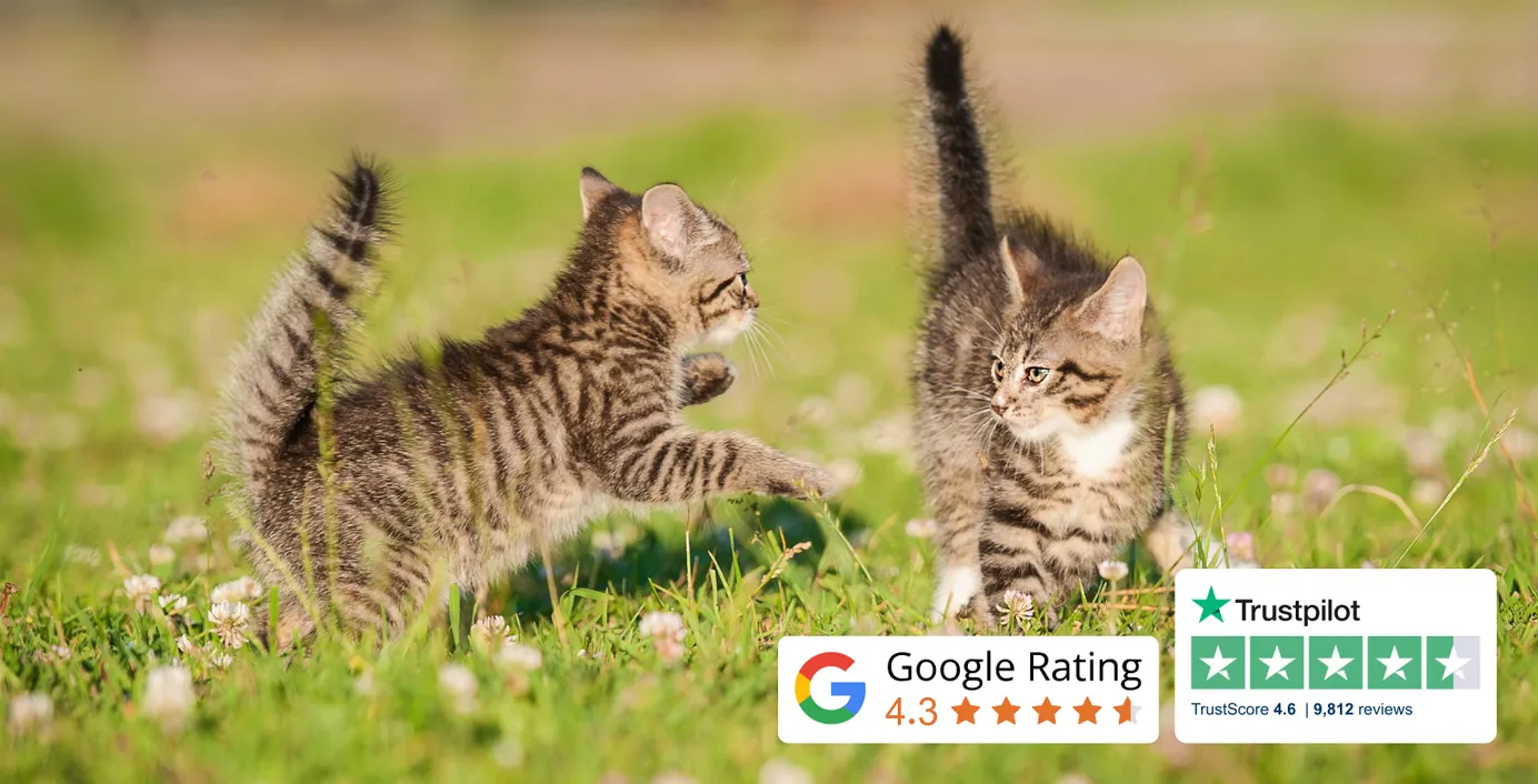 Zwei Kätzchen spielen auf einer Wiese. Auf dem Bild sind zudem das Google Rating von 4,3 sowie das Trustpilot Rating von 4,6 für petolo eingebunden.
