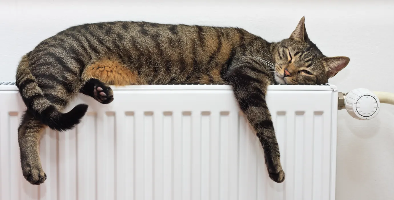 Eine Katze schläft auf einer Heizung.