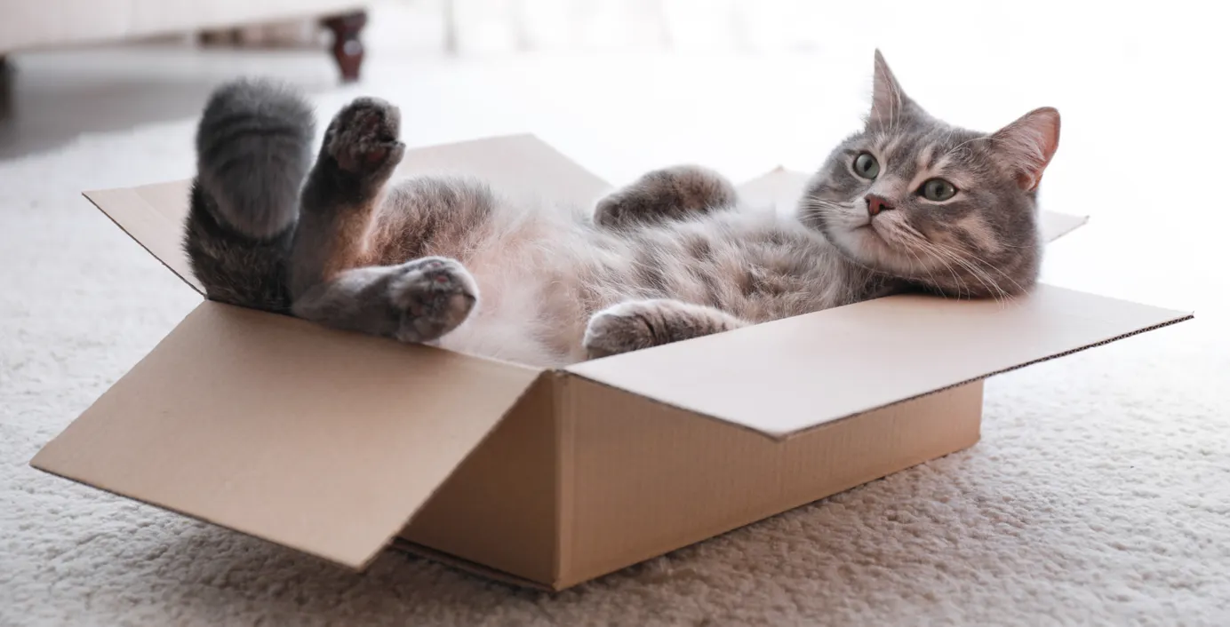 Eine Katze liegt in einem Karton.