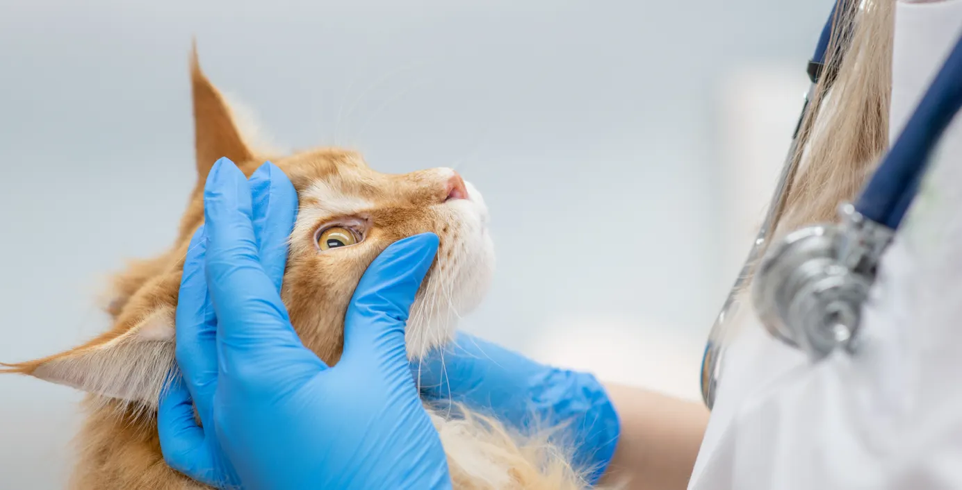 Eine Tierärztin untersucht das Auge einer Katze mit Glaukom.