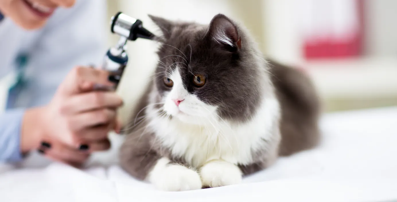 Eine Tierärztin untersucht eine Katze auf einem Behandlungstisch.