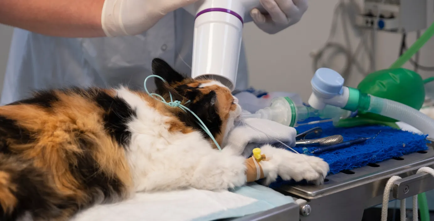 Eine Katze schläft unter Narkose auf einem Untersuchungstisch.