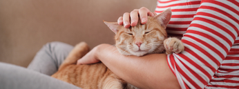 Katze auf Schoss von Frauchen