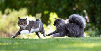 Zwei Katzen spielen unbeschwert miteinander im Garten. 