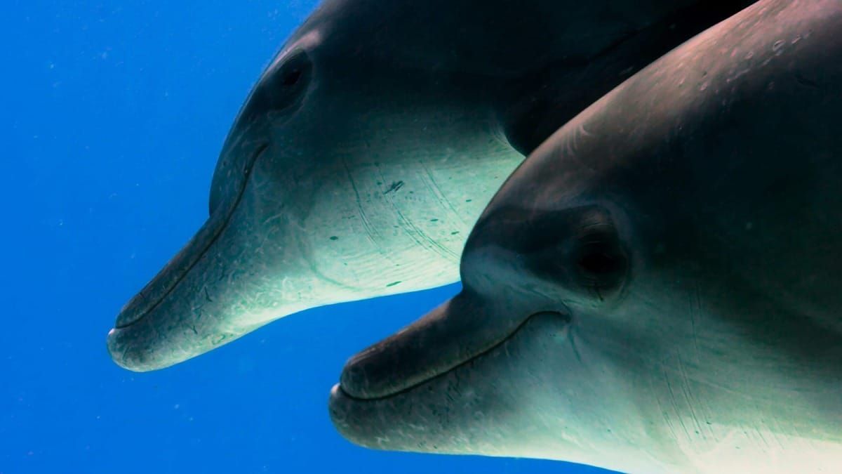 Bottlenose Dolphin