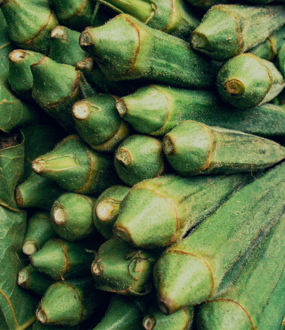 Okra