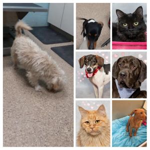 Adoptable Friends from Salina Animal Shelter