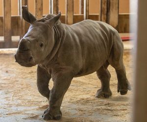 Exclusive Look At Baby Rhino's First Day Outside At Rolling Hills Zoo