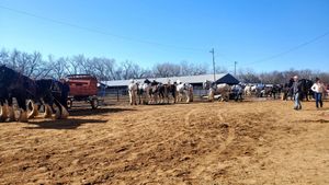 EquiFest Returns to Salina