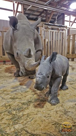 Gus the Rhino Gets His Horn