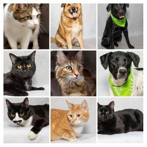 Fur-Ever Friends