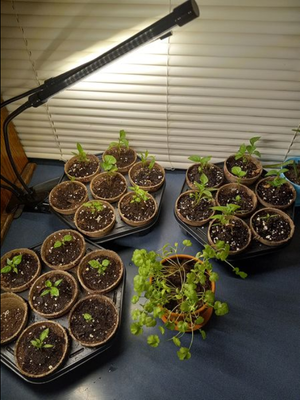 Seed Libray