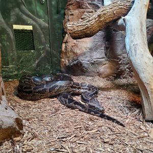 VIDEO: Lunchtime for Delilah