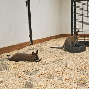 Matilda & Ruthie
