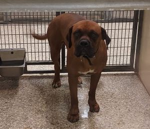 Meet Bruce & Other Adoptable Pets at Salina Animal Services