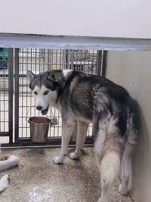Meet Your Next Pet