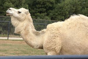 Cleopatra's Life Well Lived At RHZ