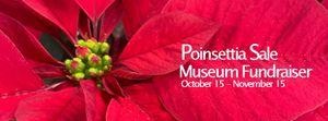 Fresh Poinsettias Bring Holiday Cheer