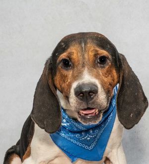 Meet Elvis & Other Adoptable Pets