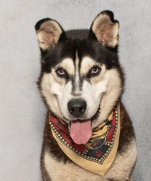 Meet Doc & Other Adoptable Pets