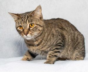 Meet Cuddles & Other Adoptable Pets