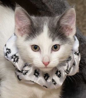 Meet Sugar & Other Adoptable Pets