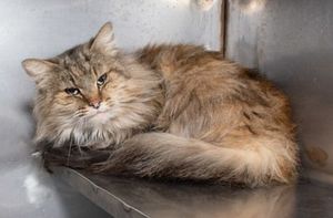 Meet Amaryllis & Other Adoptable Pets
