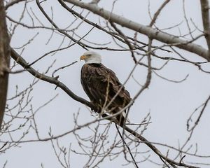 Bald Eagle Sighting at Lakewood Park