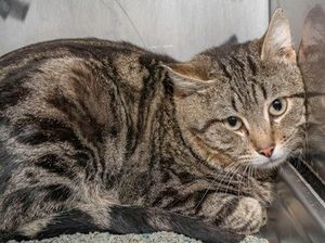 Clayton & Other Pets Looking for Their Fur-Ever Home