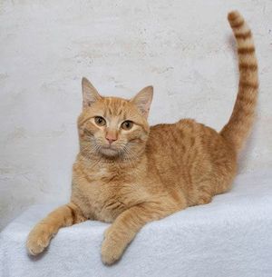 Meet Lizzy & Other Fur Babies