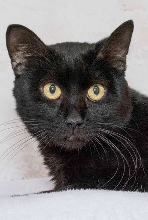 Desperado & Other Pets Up For Adoption