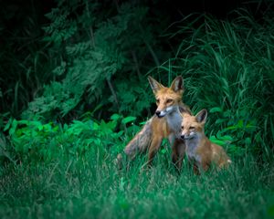 Foxes at Play