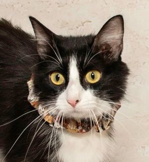 Huntress & Other Adoptable Pets at Salina Animal Shelter