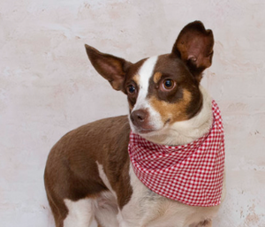 Angel & Other Adoptable Fur Babies