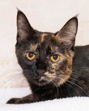 Linda & Other Adoptable Pets Want a Home