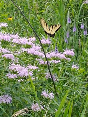Indian Rock Prairie Habitat Receives Donation