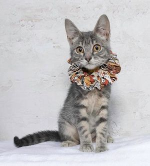 Bambi & Other Adoptable Pets Need a Home