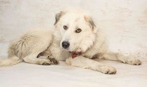 Gaston & Other Adoptable Pets