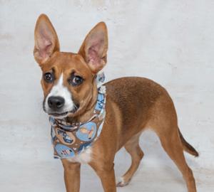 Meet Kleo & Other Adoptable Pets
