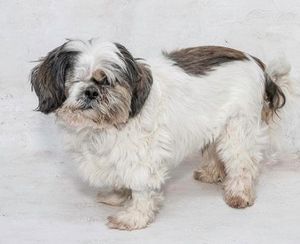 Meet Bruiser & Other Adoptable Pets