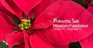 Get Into the Holiday Spirit with Smoky Hill Museum's Colorful Poinsettias