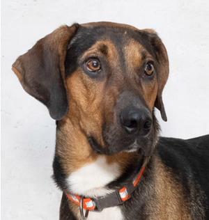 Flash & Other Adoptable Pets Need a Home